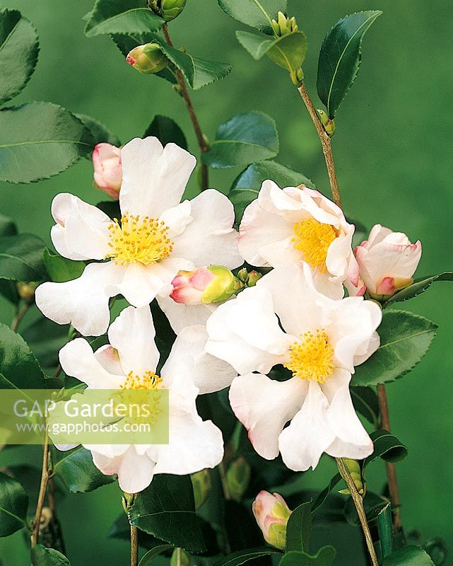 Camellia Cleopatra White
