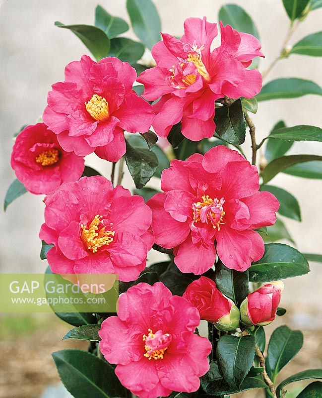 Camellia American Hiryu