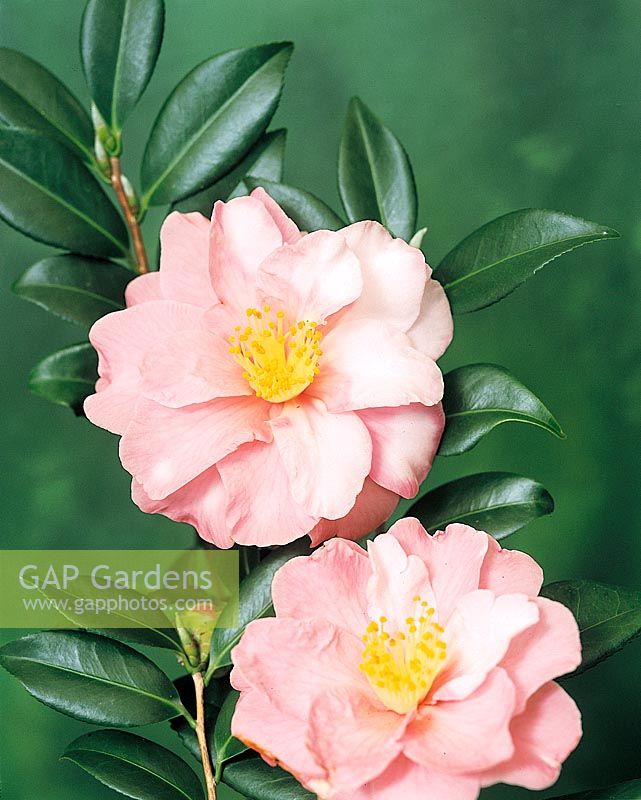 Camellia Shibori Egao