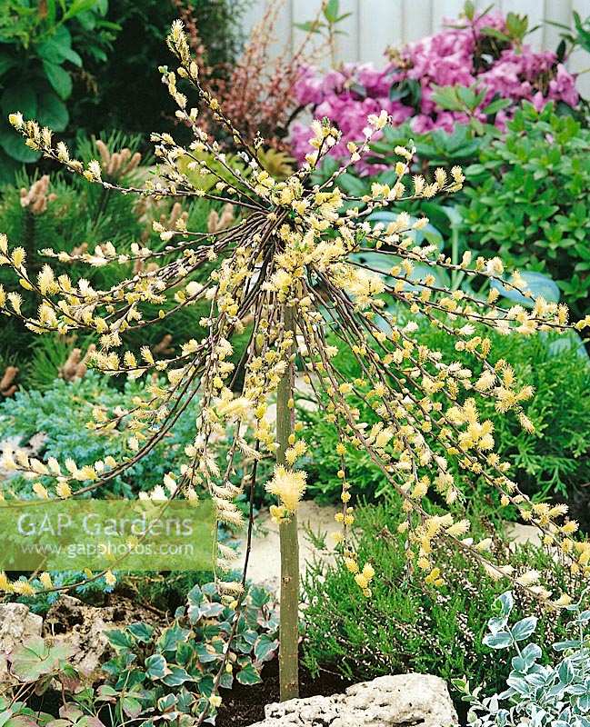 Salix repens Iona / Hochstamm