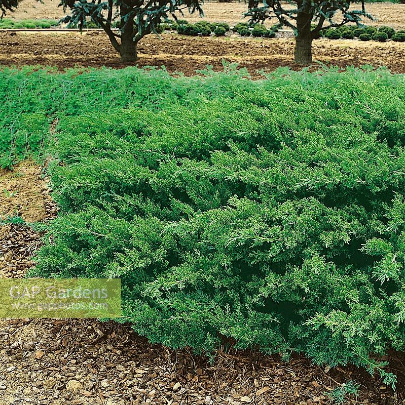 Juniperus squamata Parsonii