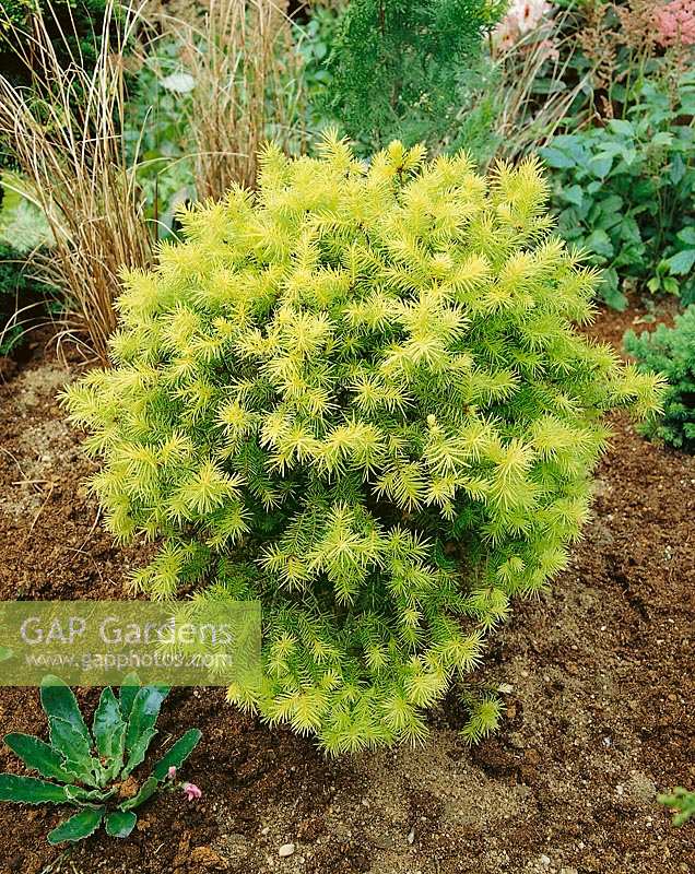 Picea abies Hungaria