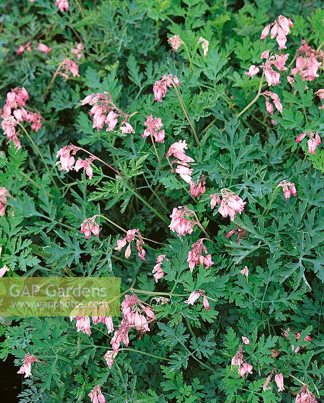 Dicentra Boothmans Variety