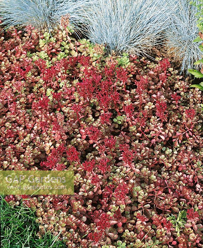 Sedum spurium Red Carpet