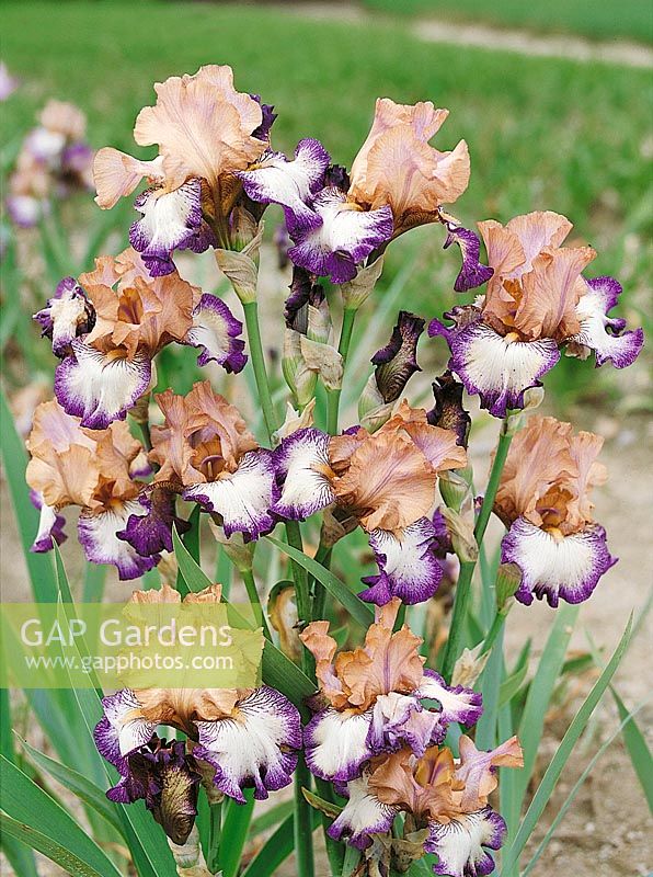 Iris germanica Floorshow