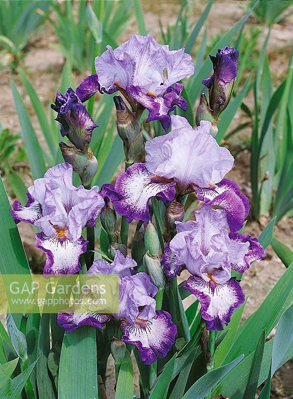 Iris x germanica Fabulour Frills