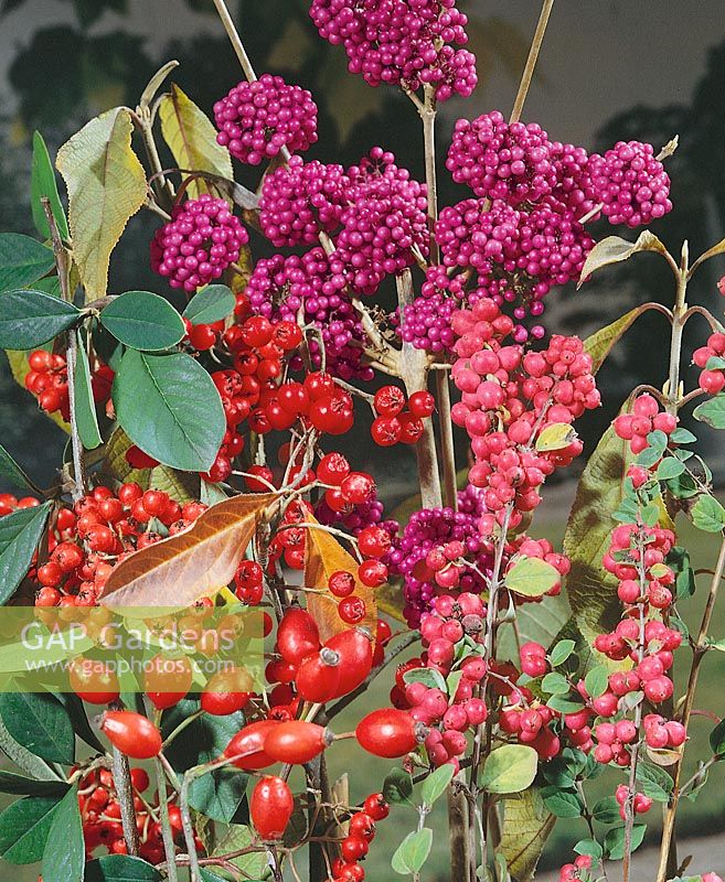 fruits in autumn for decoration