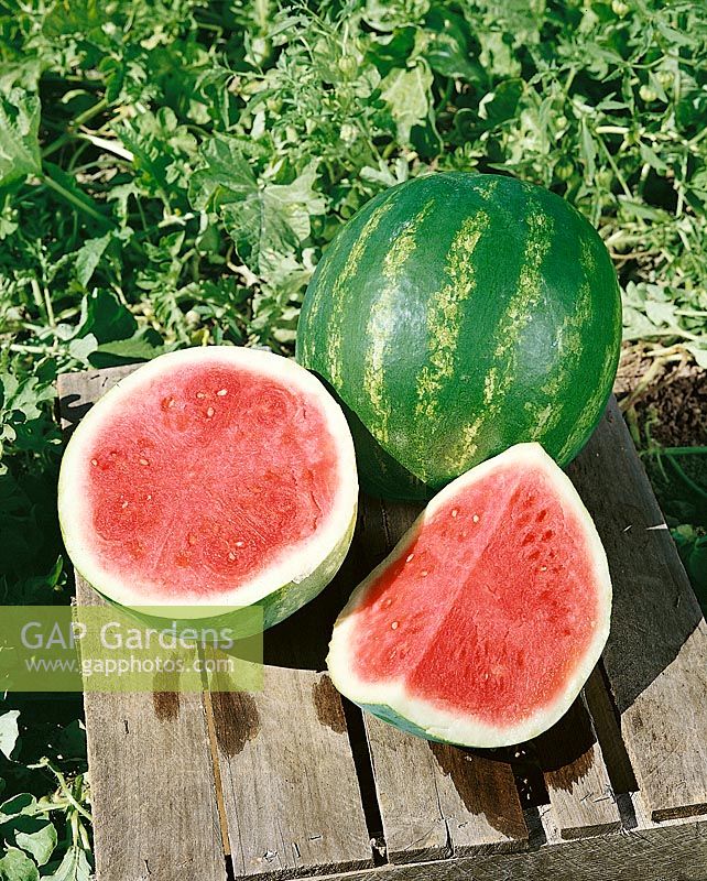 Wassermelone/Citrullus lanatus TRIPLE PRIZE