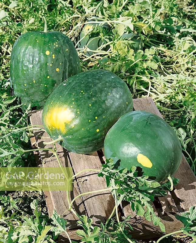 Wassermelone/Citrullus lanatus MOON & STARS