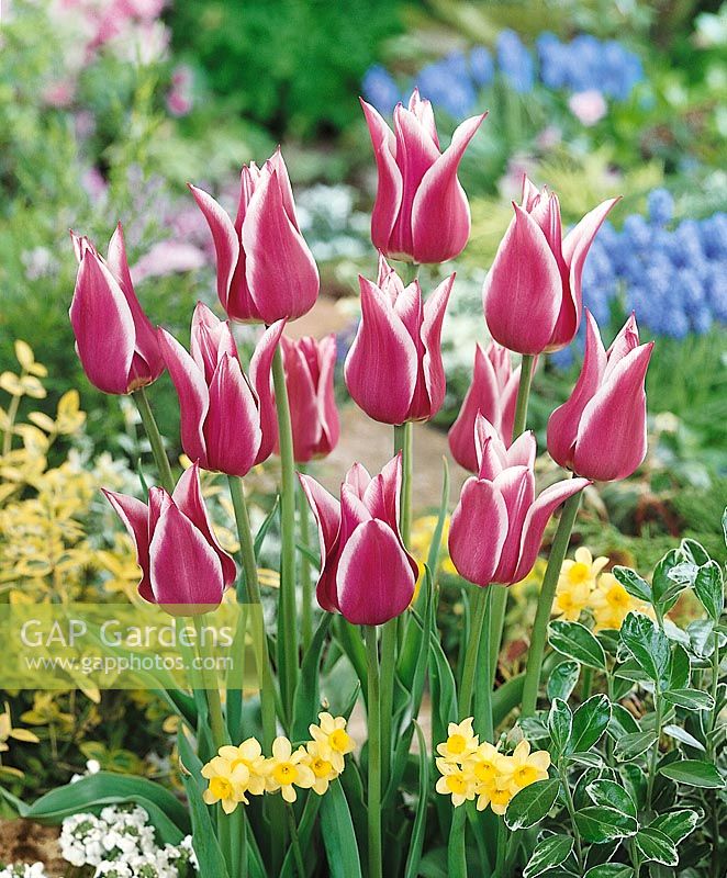 Tulipa Lily Flowered Sonnet Ballade Dream
