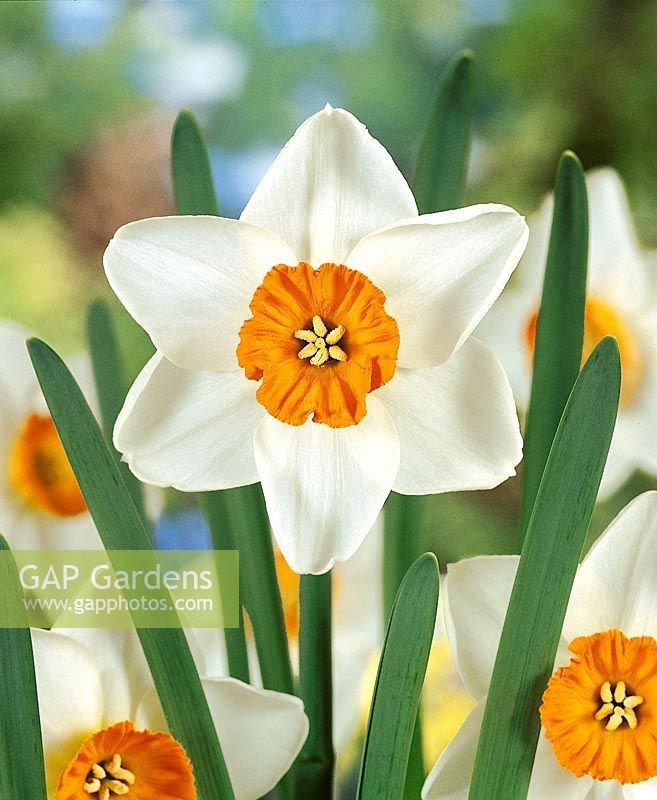 Narcissus Small Cupped Cherry Spot