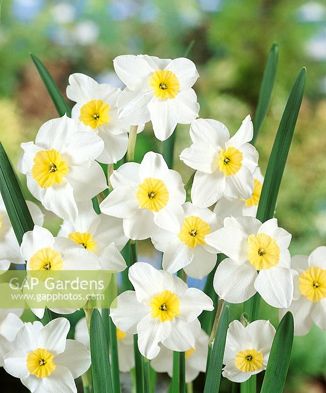 Narcissus Small Cupped Segovia