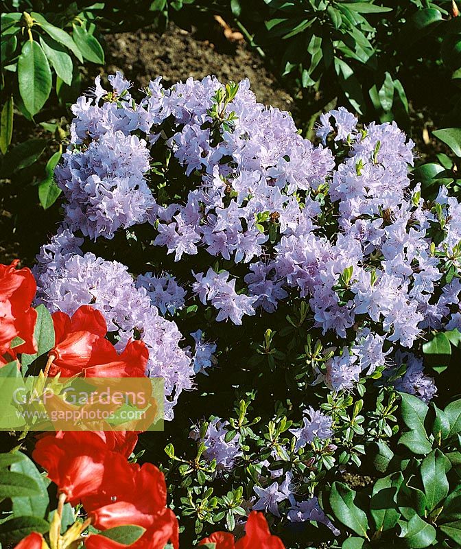 Rhododendron Blue Wonder