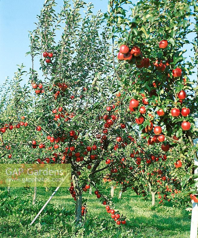 Apfelbaum mit Früchten / Malus domestica