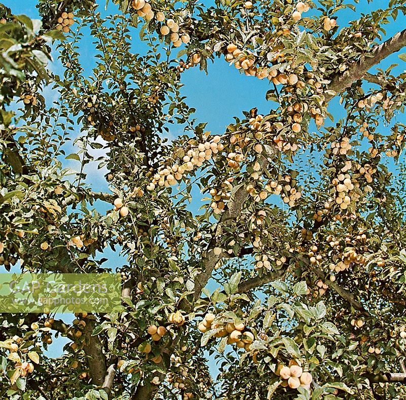 Prunus domestica ssp.italica tree