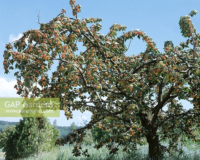 Kirschenbaum mit Früchten / Prunus avium