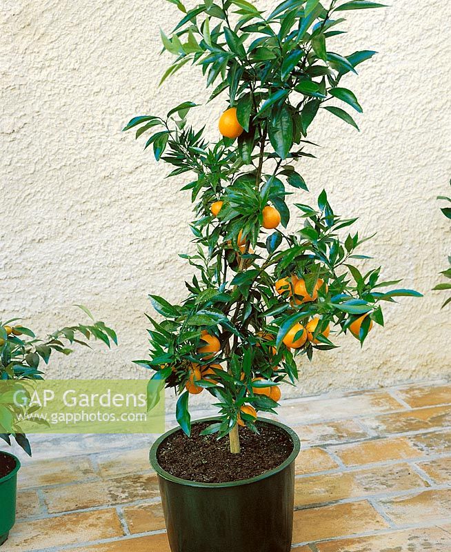 Clementine / Citrus Hybriden / Baum