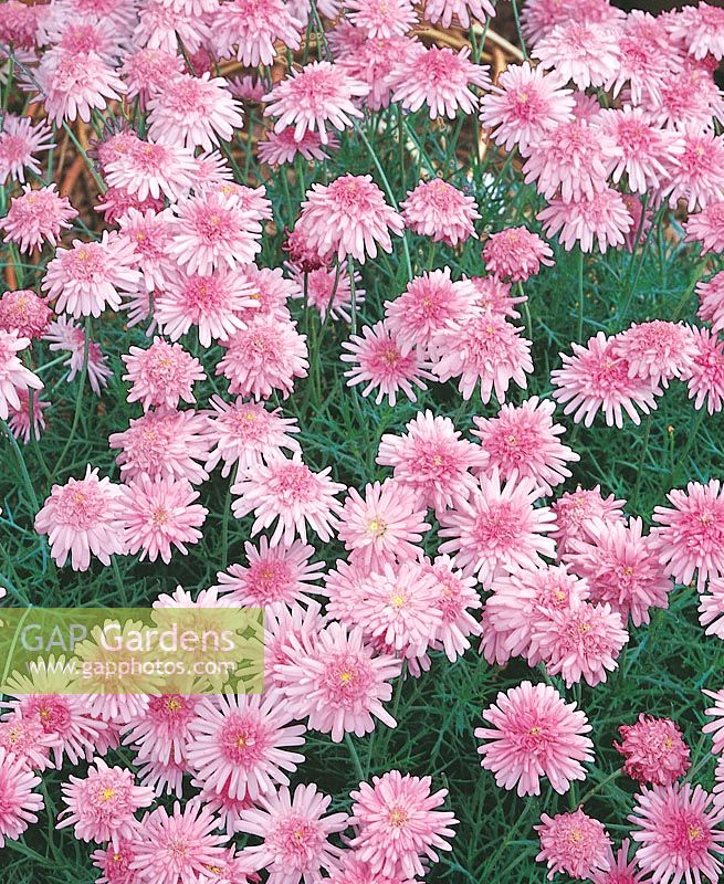 Argyranthemum Sun Star Summerstars Pink