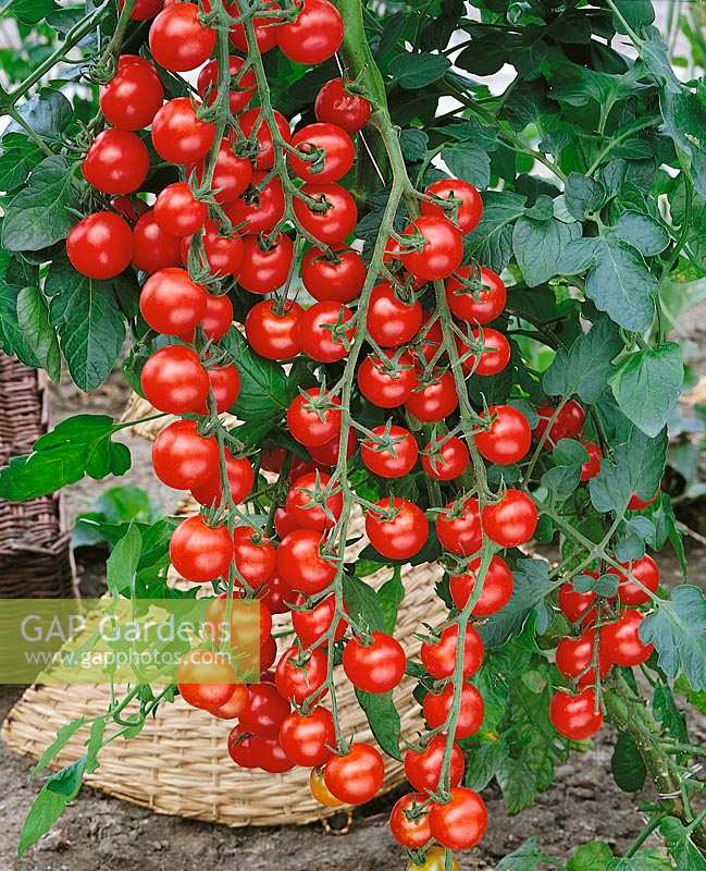 Tomate/Lycopersicon esculentum Dolce Vita / an der Pflanze