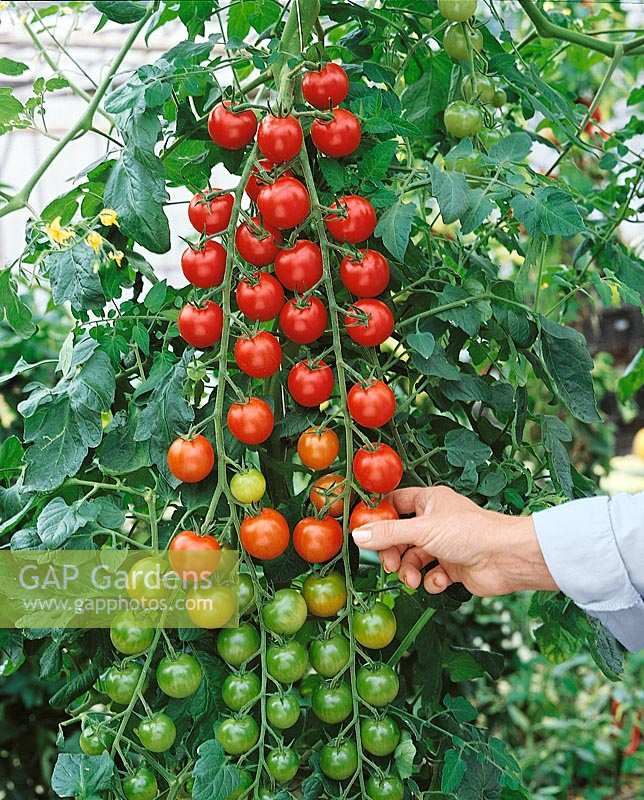Tomate/Lycopersicon esculentum Dolce Vita / an der Pflanze