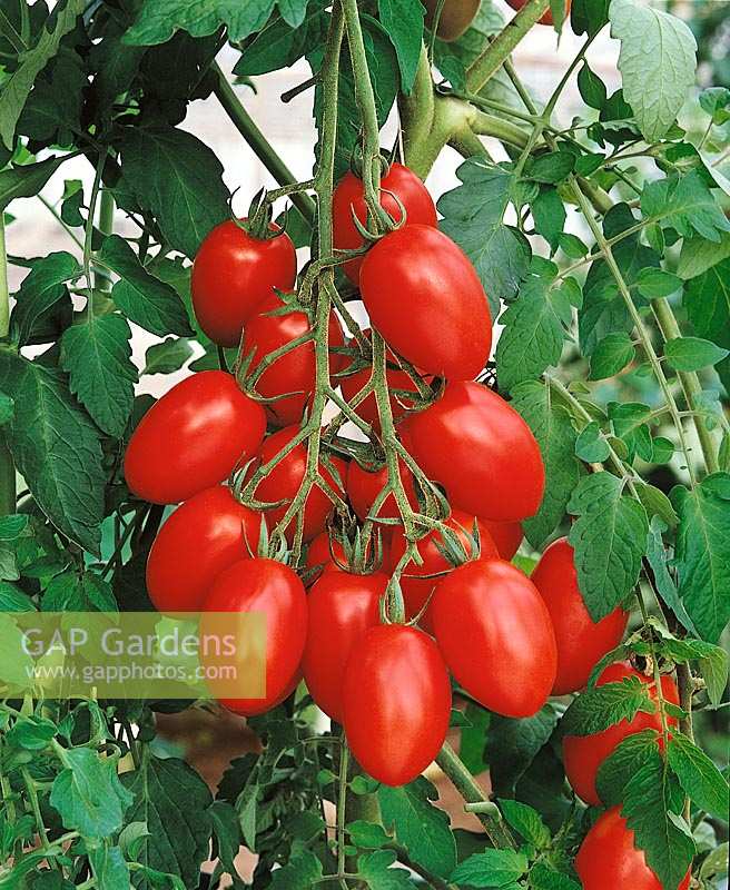 Tomate/Lycopersicon esculentum Serafino / an der Pflanze