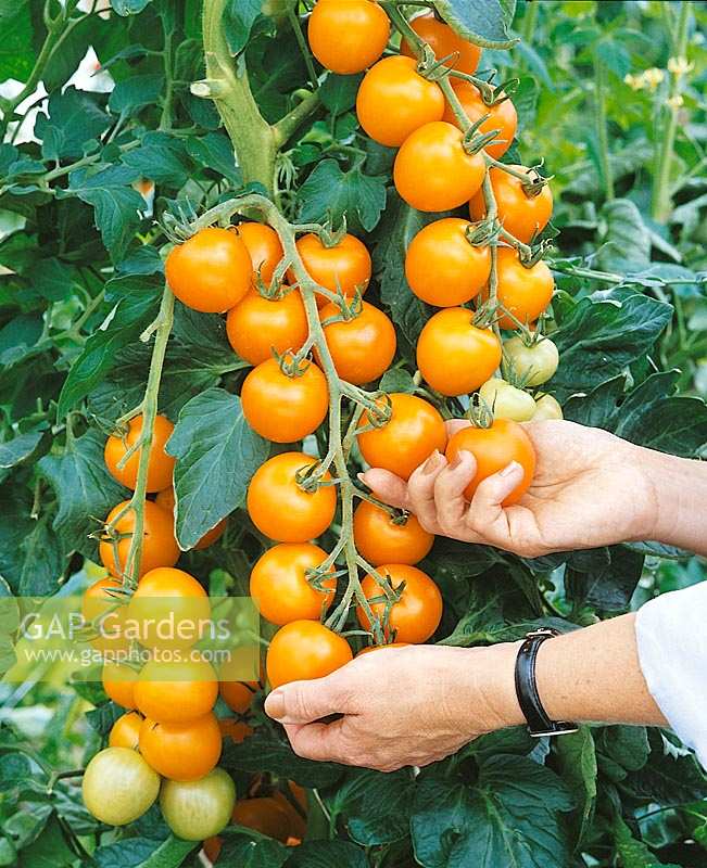 Tomate/Lycopersicon esculentum Orangino / an der Pflanze