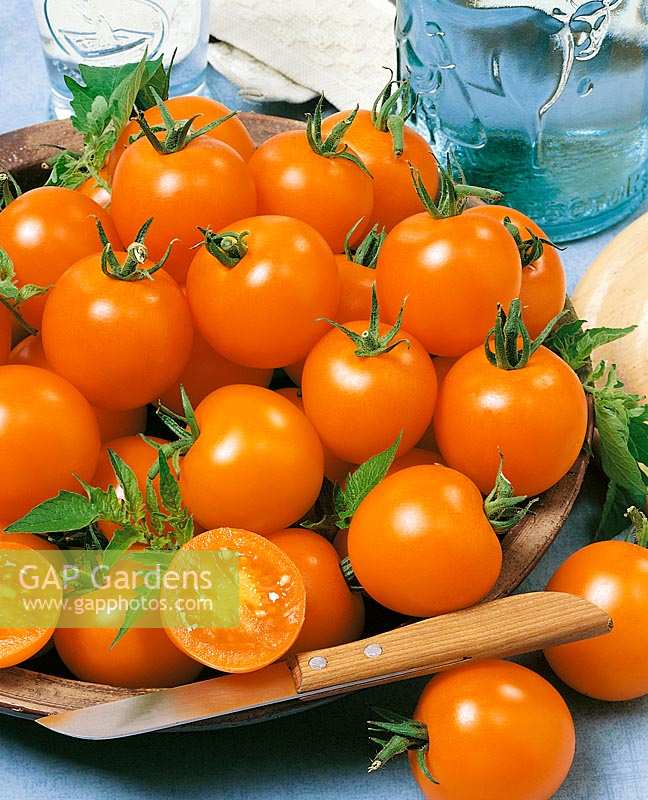 Tomate / Lycopersicon esculentum Orangino