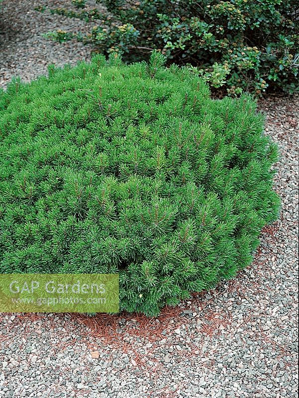 Pinus mugo Oregon Jade