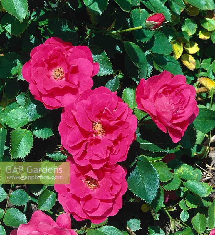 Rosa George Vancouver