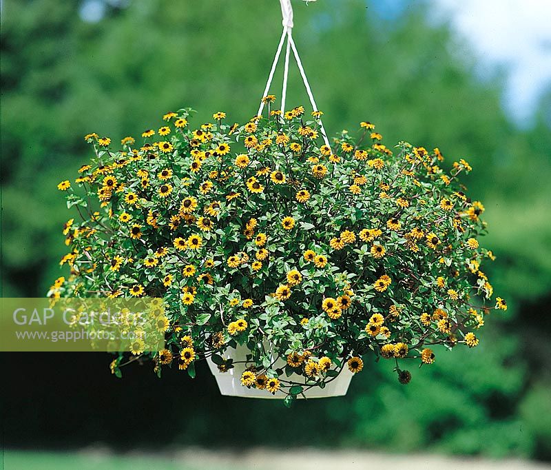 Sanvitalia procumbens Sprite in Hanging Basket