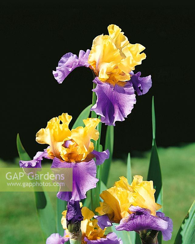 Iris x germanica Edith Wolford