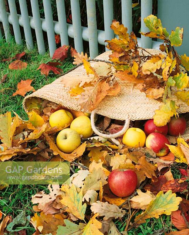 Autumn scene,  basket bag with apples