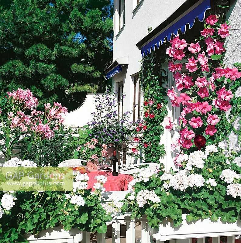 Sommer Terrasse mit Sommerblumen, Schlingpflanzen 