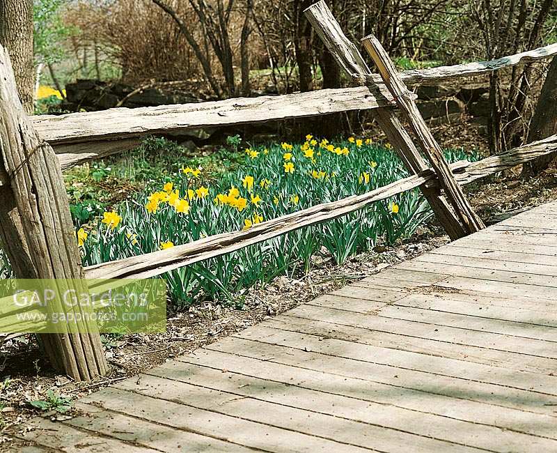 Spring scenery / Narcissus