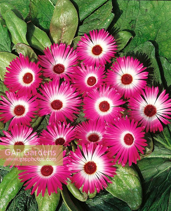 Mesembryanthemum Gelato Dark Pink