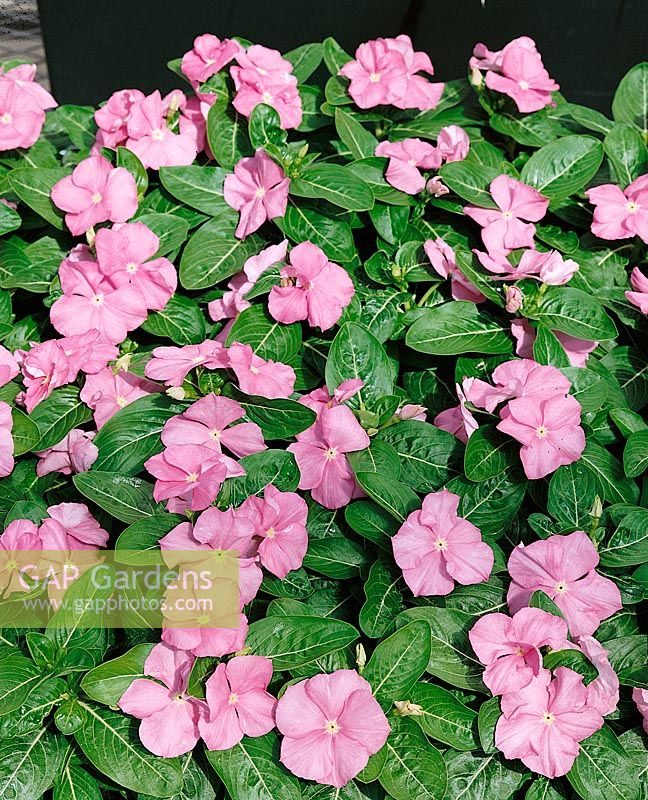 CATHARANTHUS ROSEUS PACIFIC PINK