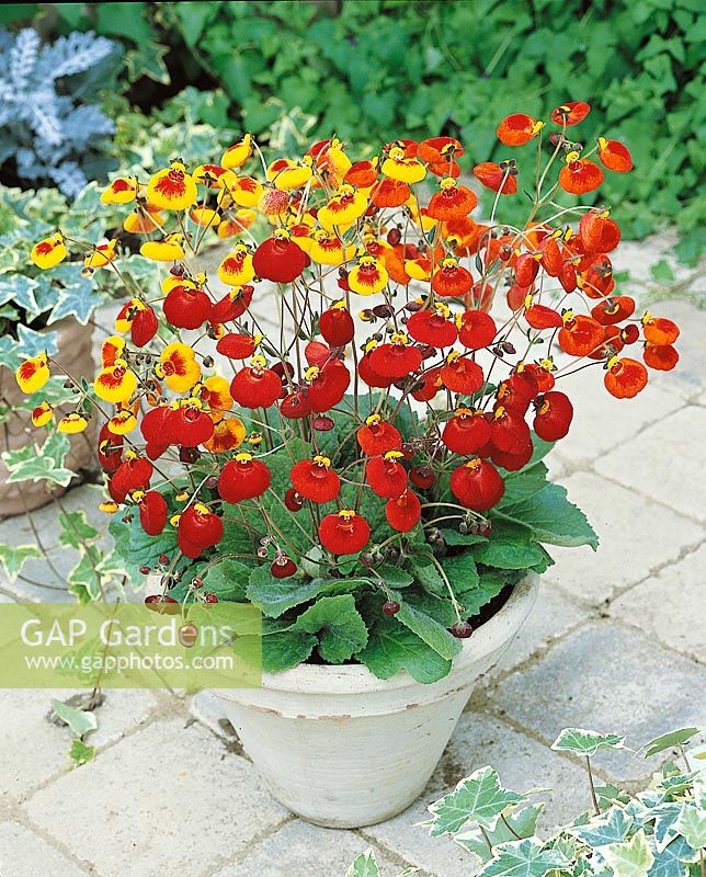 CALCEOLARIA Sunset mixed in pot