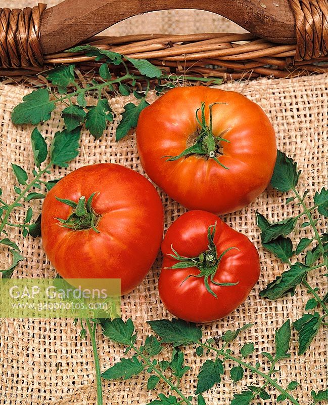 Tomate/Lycopersicon esculentum MARGLOBE