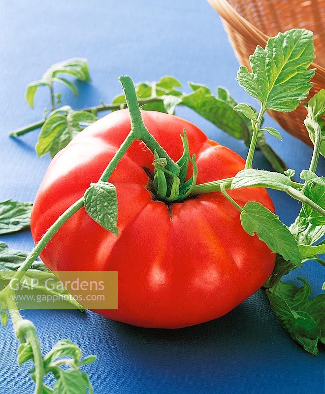 Tomate/Lycopersicon esculentum Erika d'Australie
