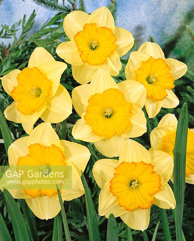 Narcissus Small Cupped Fried Eggs