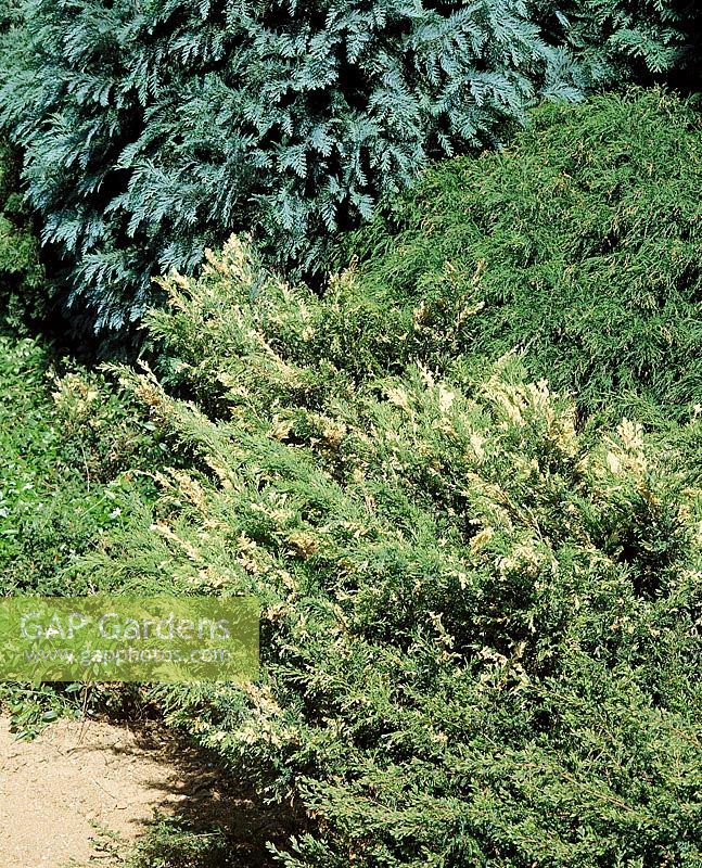 Juniperus Blonde Theis