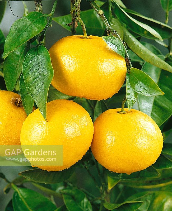 Grapefruit / Citrus x paradisi Marsh Seedless