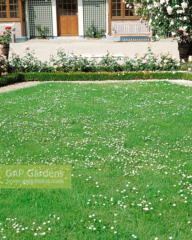 Lawn with Bellis perennis