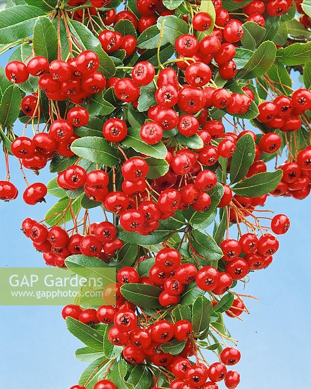Pyracantha coccinea Red