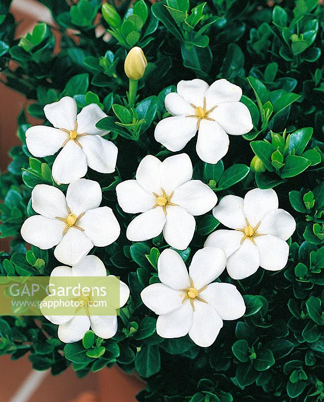 Gardenia jasminoides White Gem