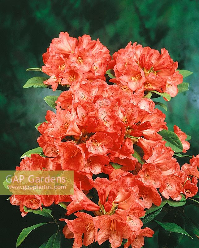 RHODODENDRON LARRY FINCH