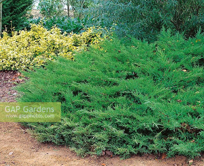 Juniperus xpfitzeriana Pfitzeriana Compacta