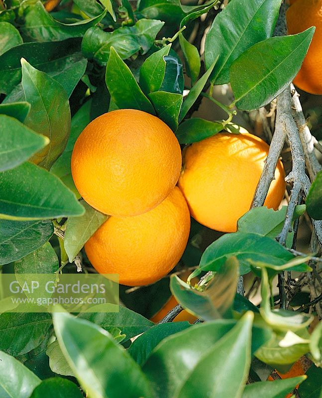 Orange / Citrus sinensis Seedless Valencia