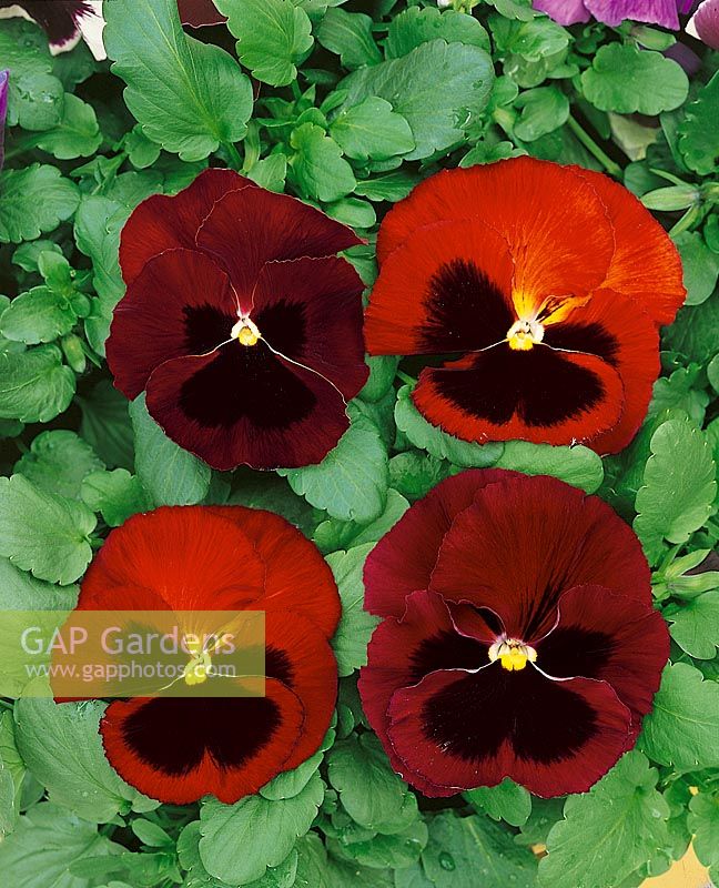VIOLA Colossus Red with Blotch