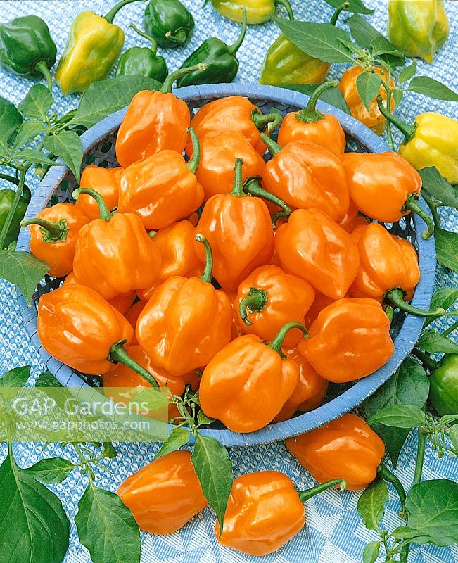 Capsicum chinense Orange Habanero